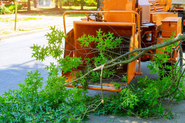 Belleville, KS Tree Care Services Company